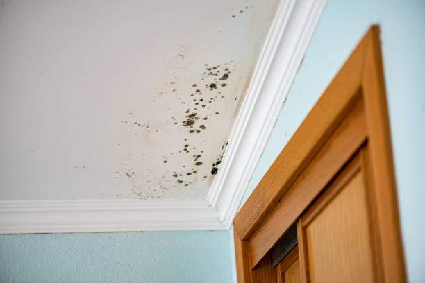 Best Crawl Space Mold Remediation in Bangor, ME