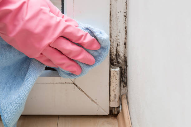 Best Localized Mold Remediation (e.g., coastal areas, humid climates) in Bangor, ME